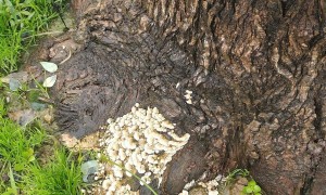 西安连续一个多月降雨遍地长蘑菇，大雁塔受潮，城墙布满青苔，气象局解释成因