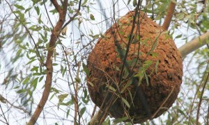 云南兄妹遭蜂群蜇数百次身亡，养蜂人涉过失致人死亡罪被立案，孩子父亲：养10窝马蜂，无任何警示