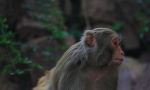 原创 
            近日中国这个5A景区大幅降价,韩国游客最高兴